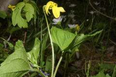 Viola eriocarpa