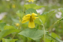Viola eriocarpa