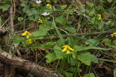 Viola eriocarpa