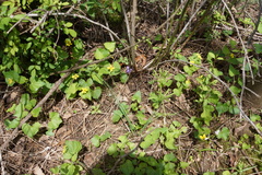 Viola eriocarpa