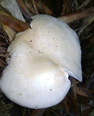 Macrocybe