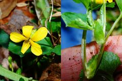 Viola eriocarpa