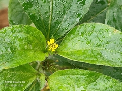Synedrella nodiflora