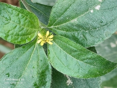 Synedrella nodiflora