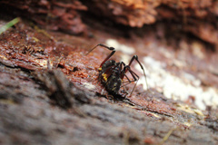 Stygnopsis