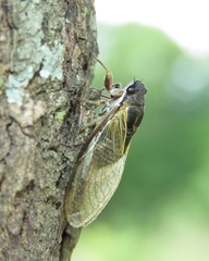 Cicadidae