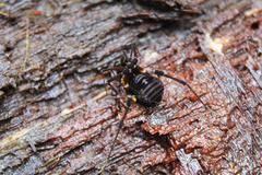 Stygnopsis