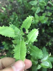 Pyractonema