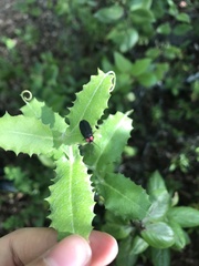 Pyractonema