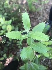 Pyractonema