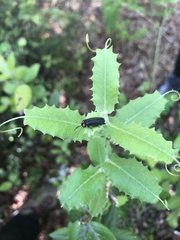 Pyractonema