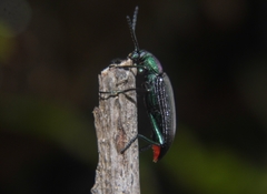 Strongylium haemorrhoidale