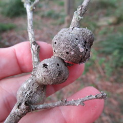 Callirhytis quercusbatatoides