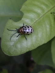 Procalus reduplicatus