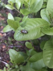 Procalus reduplicatus