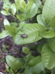 Procalus reduplicatus