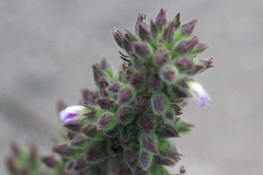 Ajuga nipponensis