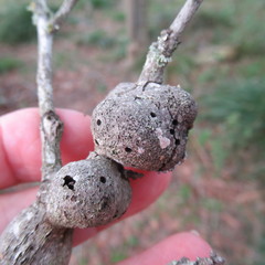 Callirhytis quercusbatatoides