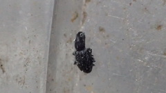 Smicronyx sculpticollis