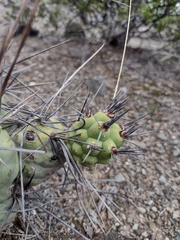 Tephrocactus aoracanthus