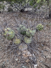 Tephrocactus aoracanthus