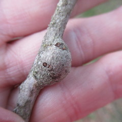 Callirhytis quercusbatatoides