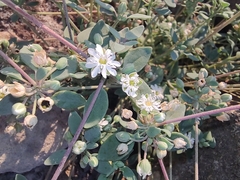 Drymaria holosteoides