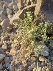 Drymaria holosteoides