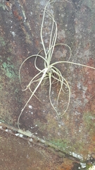 Tillandsia schiedeana