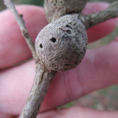 Callirhytis quercusbatatoides