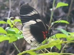 Heliconius eleuchia primularis