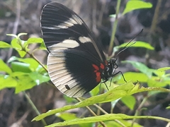 Heliconius eleuchia primularis