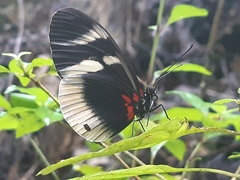 Heliconius eleuchia primularis