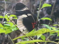 Heliconius eleuchia primularis
