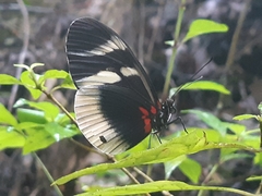 Heliconius eleuchia primularis