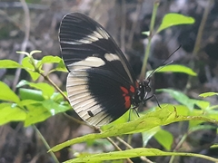 Heliconius eleuchia primularis