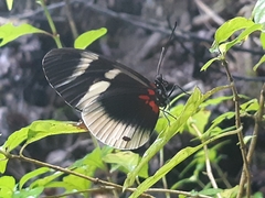 Heliconius eleuchia primularis