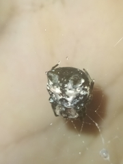 Aspidolasius branicki