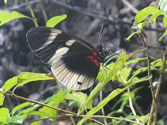Heliconius eleuchia primularis