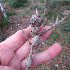 Callirhytis quercusbatatoides