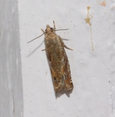 Epinotia solicitana