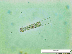 Eutintinnus