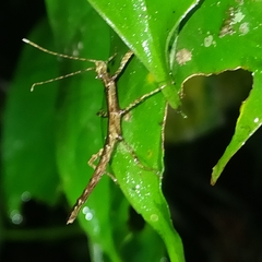 Creoxylus
