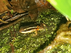 Epipedobates machalilla