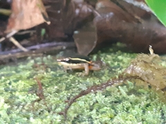 Epipedobates machalilla