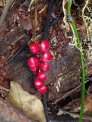 Anthurium gracile