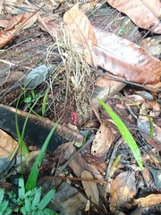 Anthurium gracile