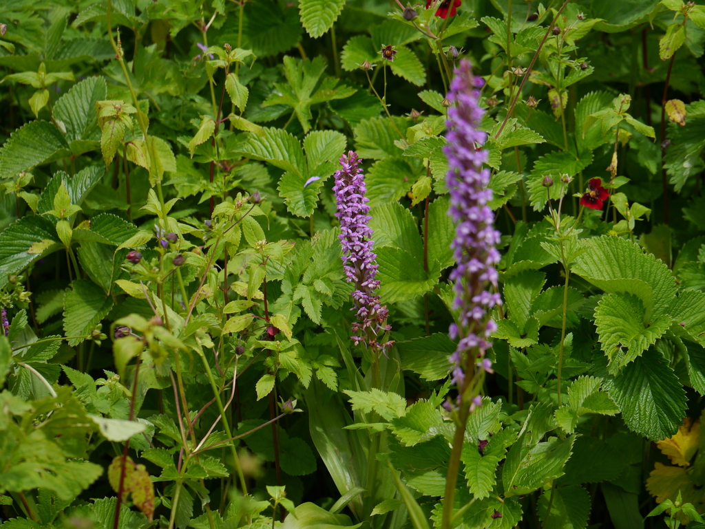 Gymnadenia orchidis