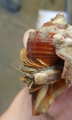 Clibanarius infraspinatus