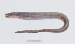 Conger monganius